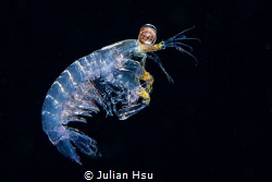 Larval mantis shrimp by Julian Hsu 
